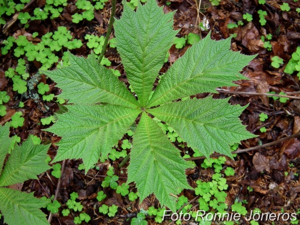 rodgersia podophylla